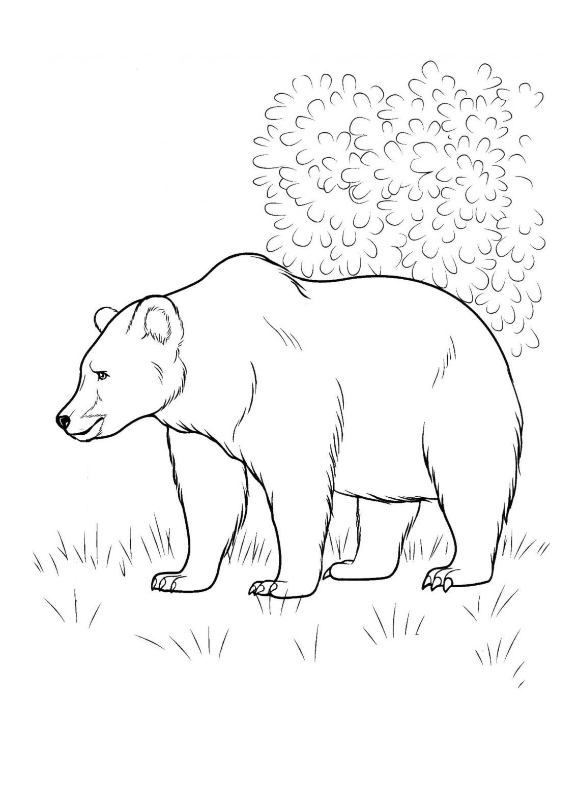 Niedźwiadek kolorowanka do druku, niedźwiedź