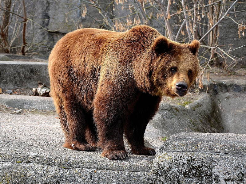 Niedźwiedź - Zwierzęta żyjące w Polsce