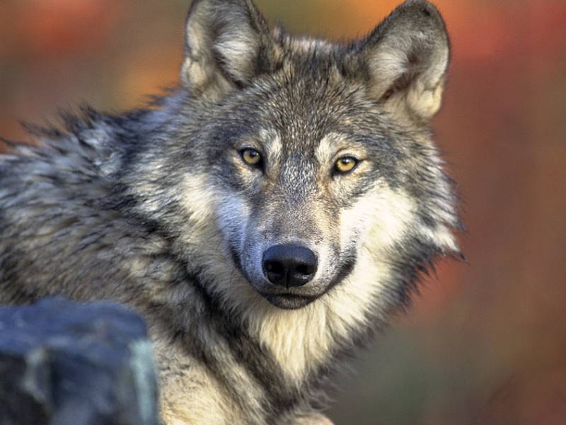 Wilk - Zwierzęta żyjące w Polsce