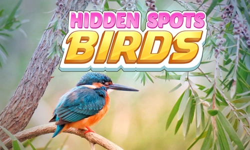 Darmowa gra online Hiiden Spots Birds - Odszukaj ukryte fragmenty